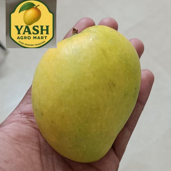 Premium Ratnagiri Alphonso Hapus Mango