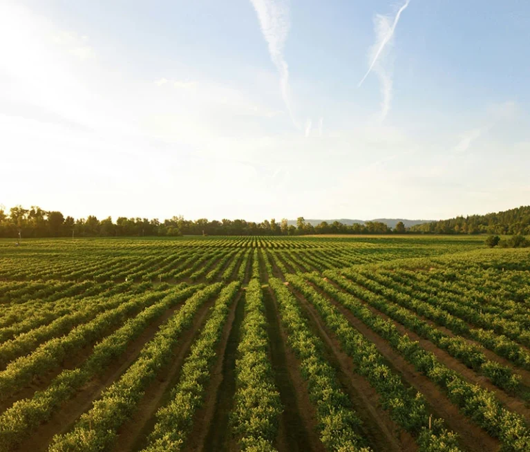 Learn how premium quality dry fruits provide energy, improve heart health, and support a balanced diet.