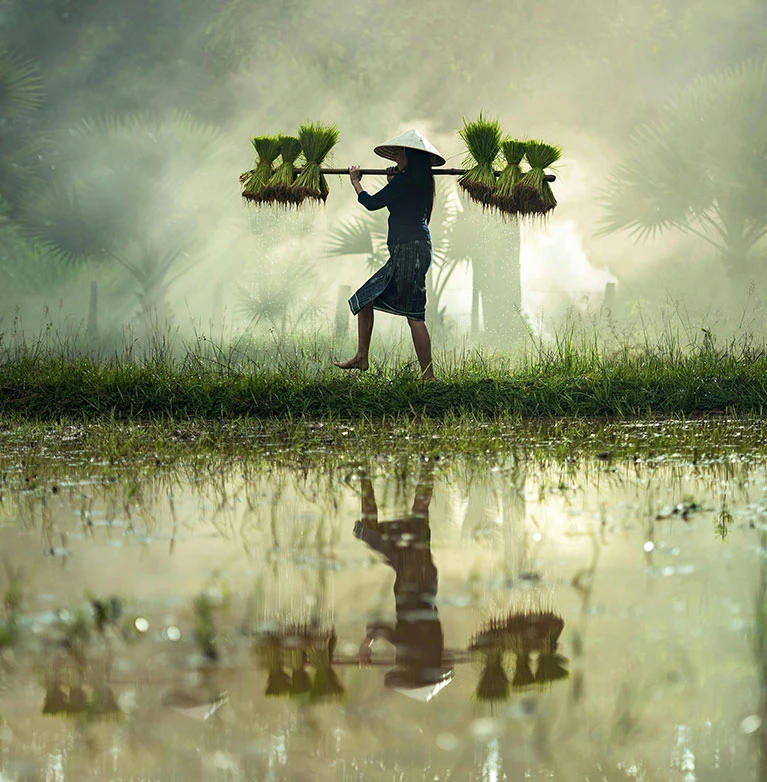 Learn how premium quality dry fruits provide energy, improve heart health, and support a balanced diet.