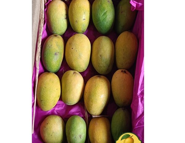 Premium Gir Kesar Mango from Gujarat