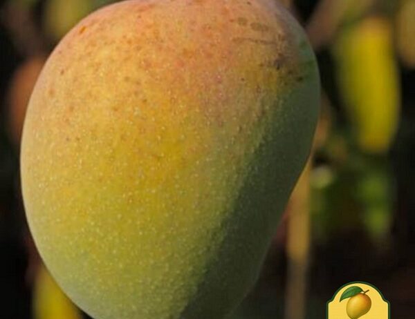 Premium Malgova Mango South Indian Variety