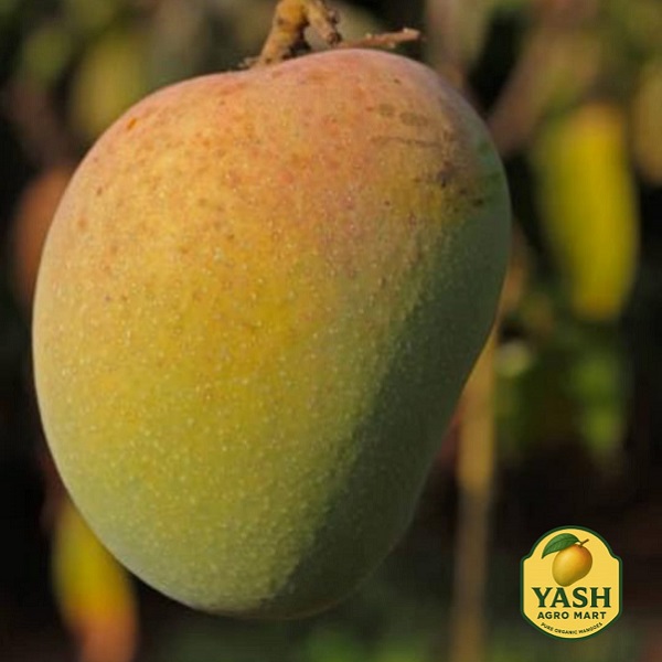 Premium Malgova Mango South Indian Variety
