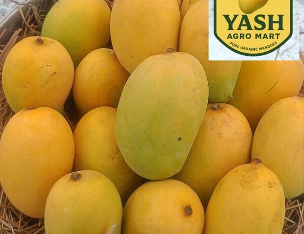 Premium Fresh Dasheri Mango