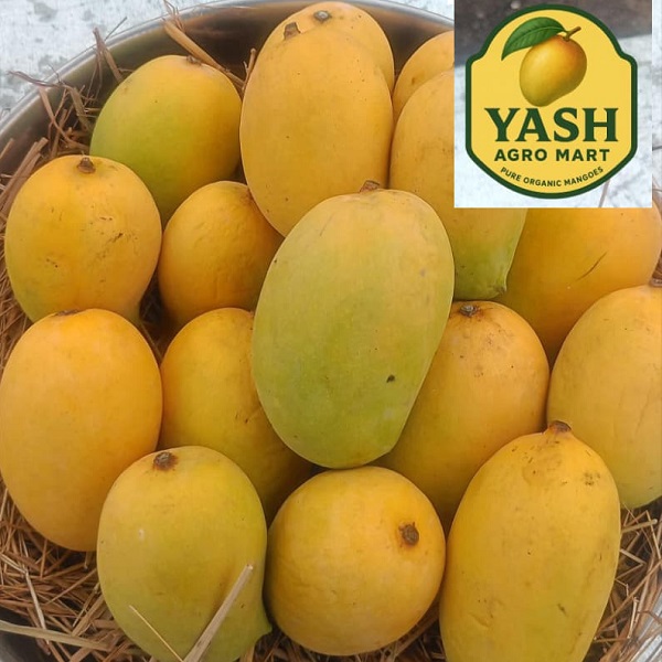 Premium Fresh Dasheri Mango