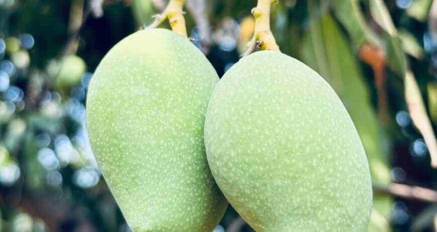 Organic Raw Mango (Kairi) is harvested from naturally grown farms to ensure pure quality and rich taste.These raw mangoes are fresh, juicy and perfectly tangy, ideal for pickles, chutney and traditional recipes.They are completely chemical-free and naturally grown for better health and authentic flavor.Each piece is carefully selected and packed to maintain freshness and quality.Perfect for home cooking, summer recipes, pickles and refreshing raw mango dishes.