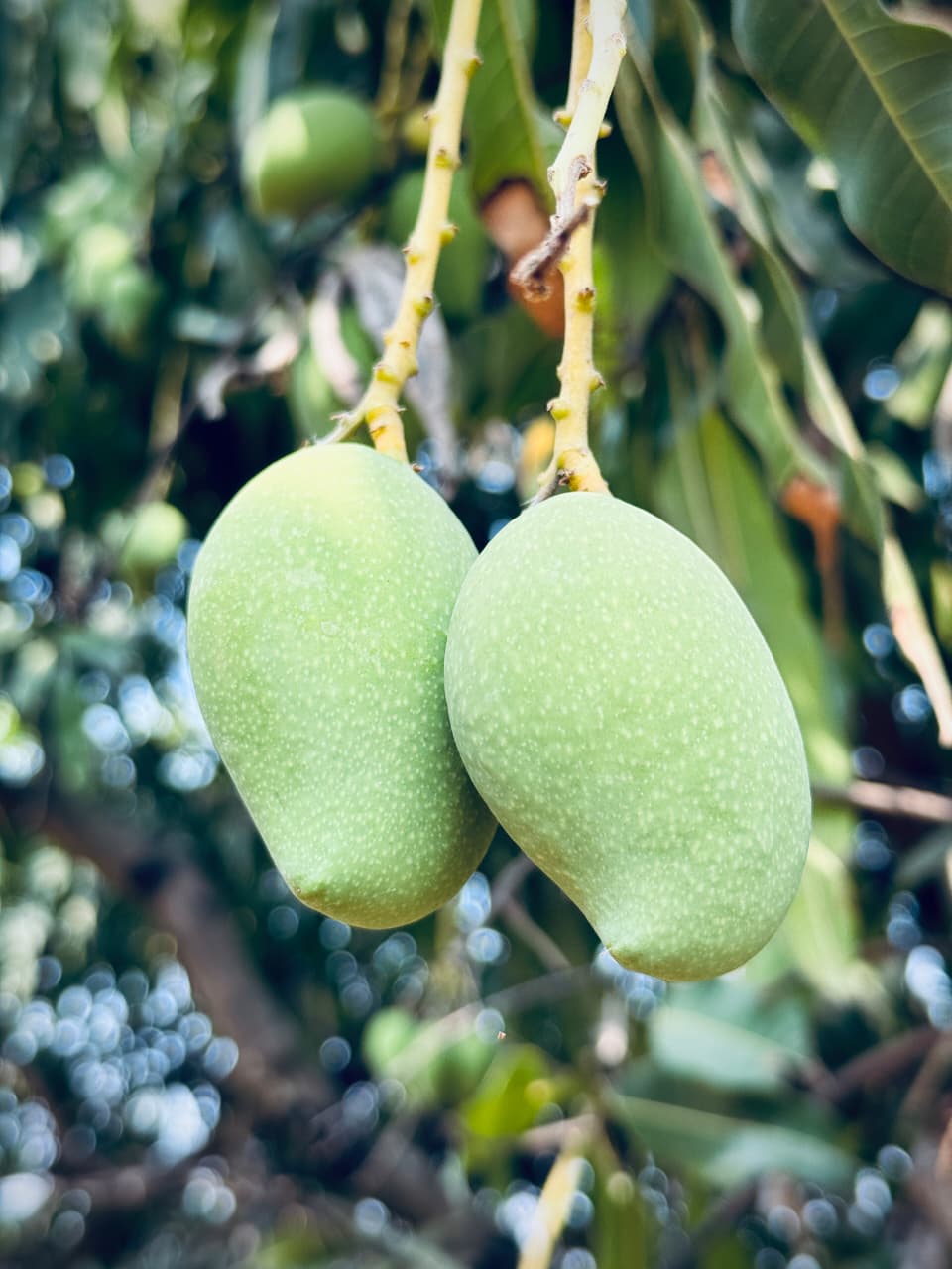 Organic Raw Mango (Kairi) – Premium Green Mango